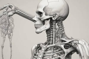 Bone Structure and Pressure Distribution