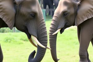 Elephants' Unique Communication Study