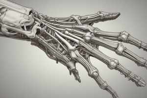 Hand Bones and Flexor Retinaculum