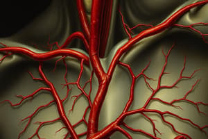 Blood and Vascular System Overview