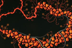 Oxidatieve Fosforylering in Mitochondriën