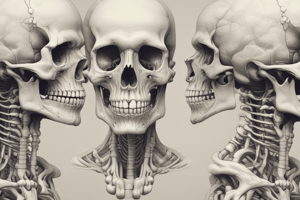 Anatomy of Maxilla Bone