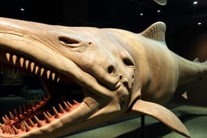 Megalodon Size and Extinction Quiz