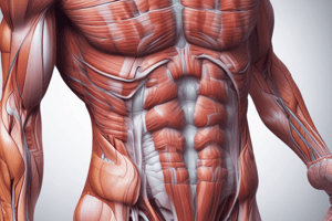 Myology 101: Functions and Types of Muscles