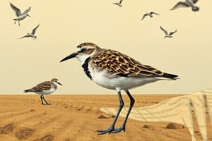 Golden Plover Identification Quiz