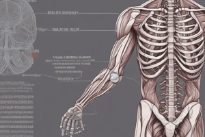 Skeletal Muscle Composition and Function