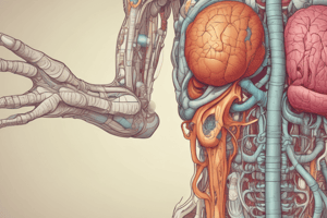 Anatomia dell'Apparato Digerente