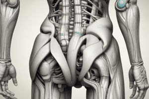 Gluteus Maximus Muscle Function