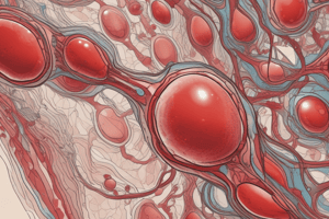 Erythropoiesis Regulation and RBC Destruction