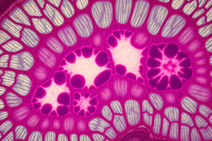 Epithelial Tissue Overview