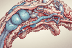 Anatomy of Thyroid Gland