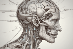 Brain Structure and Function Quiz