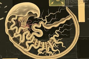 Development of the Nervous System