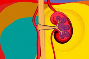 Urinary System: Key Structures and Functions