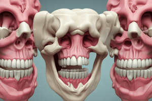 Anatomy of Molars