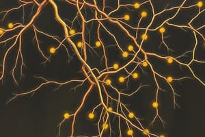 Nervous System Neurones Quiz