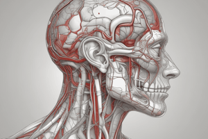 Blood Supply of the Brain