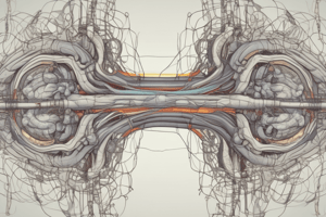 Motor Units and Neuromuscular Junctions