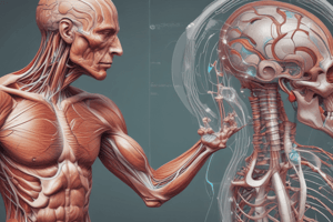 Muscle Physiology: Neuromuscular Transmission L2