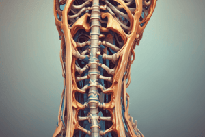 The Vertebral Column: Structure and Function