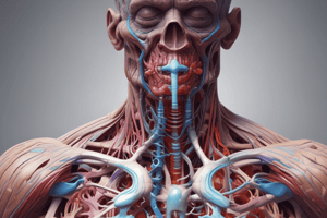 Anatomy: Neck and Trunk Structures