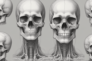 Features of the Falx Cerebri