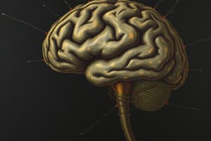Nervous System: Brain Structures