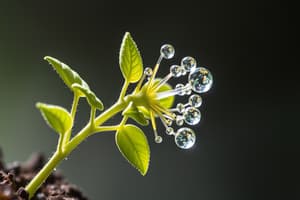 Photosynthesis Test Flashcards