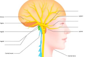 Cranial Nerves and Receptor Classification