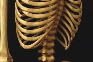 Axial Skeleton Overview