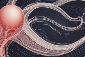 Seminiferous Tubules and Spermatogenesis Quiz