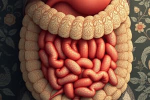 Zoology Digestive Systems Overview