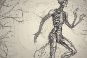 Thoracic Nerves (Small Animal) Quiz