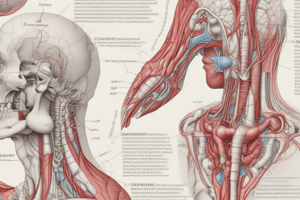 Anatomie du Triangle des Carotides