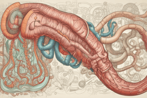 Gastrointestinal System Overview