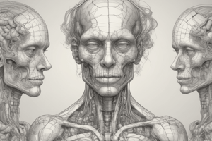 Neuroanatomy: Central Nervous System Structure