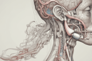 Respiratory System Anatomy: Nose and Pharynx