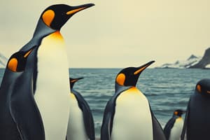 Kaiserpinguine – Majestäten im Eis