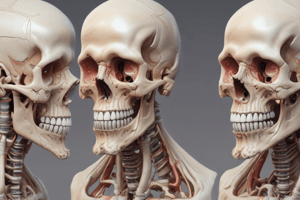 TMJ Biomechanics: Understanding the Temporomandibular Joint