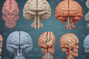 Neuroanatomy Structures Quiz