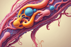 Understanding the Function of the Glomerulus in the Nephron