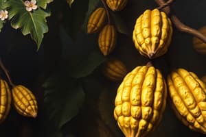 Mayan Culture and Cocoa Beans Quiz