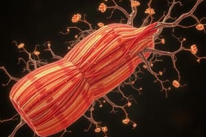 Skeletal Muscle Structure and Function