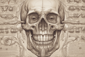 Mastication and Digestion Process