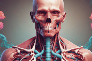 Respiratory System Structure Quiz