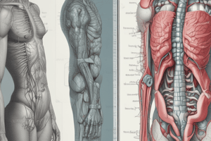 Anatomy of the Digestive System