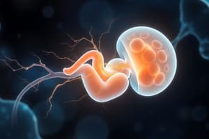 Embryonic Development of the Nervous System