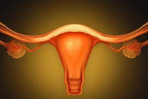 Follicular Phase of Menstrual Cycle