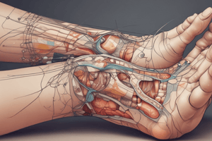 Anatomy of the Foot