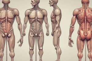 Anatomía del sistema reproductor masculino